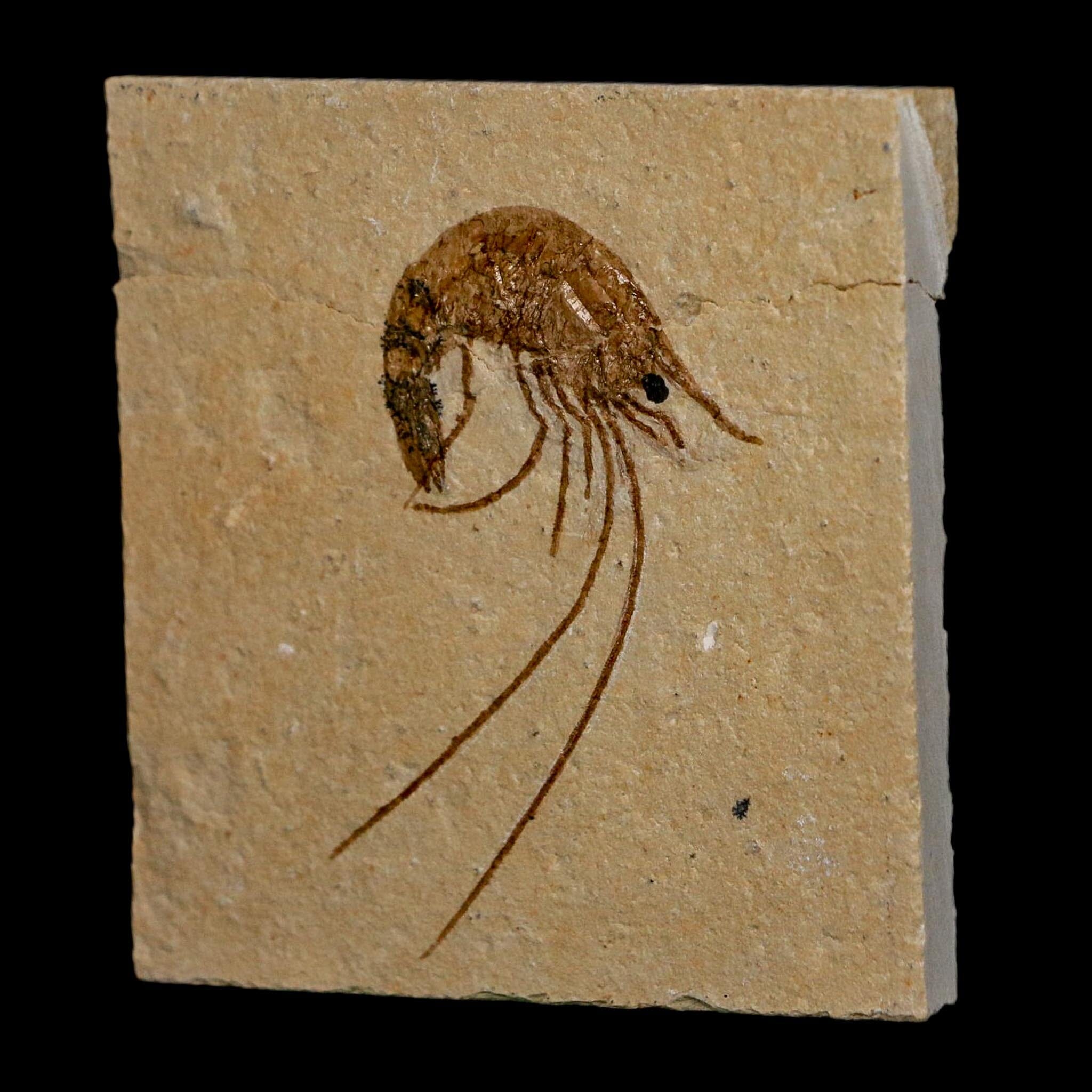 1.9" Fossil Shrimp Carpopenaeus Cretaceous Age 100 Mil Yrs Old Lebanon COA - Fossil Age Minerals