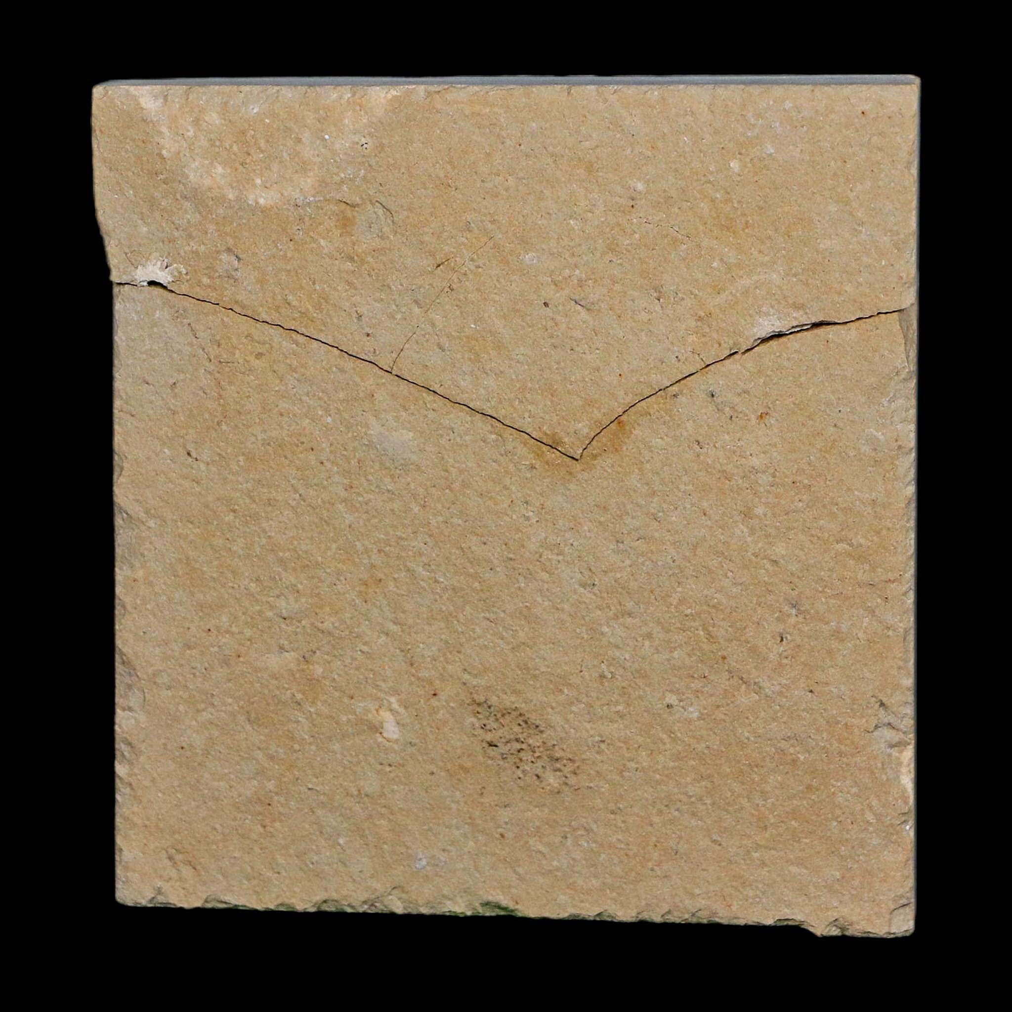 1.9" Fossil Shrimp Carpopenaeus Cretaceous Age 100 Mil Yrs Old Lebanon COA - Fossil Age Minerals