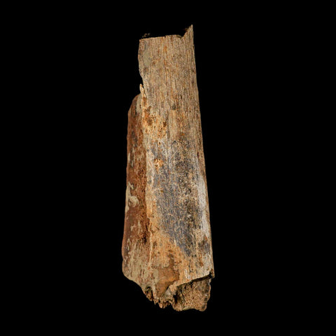 6.3" Corythosaurus Fossil Limb Bone Section Judith River Cretaceous Dinosaur COA - Fossil Age Minerals