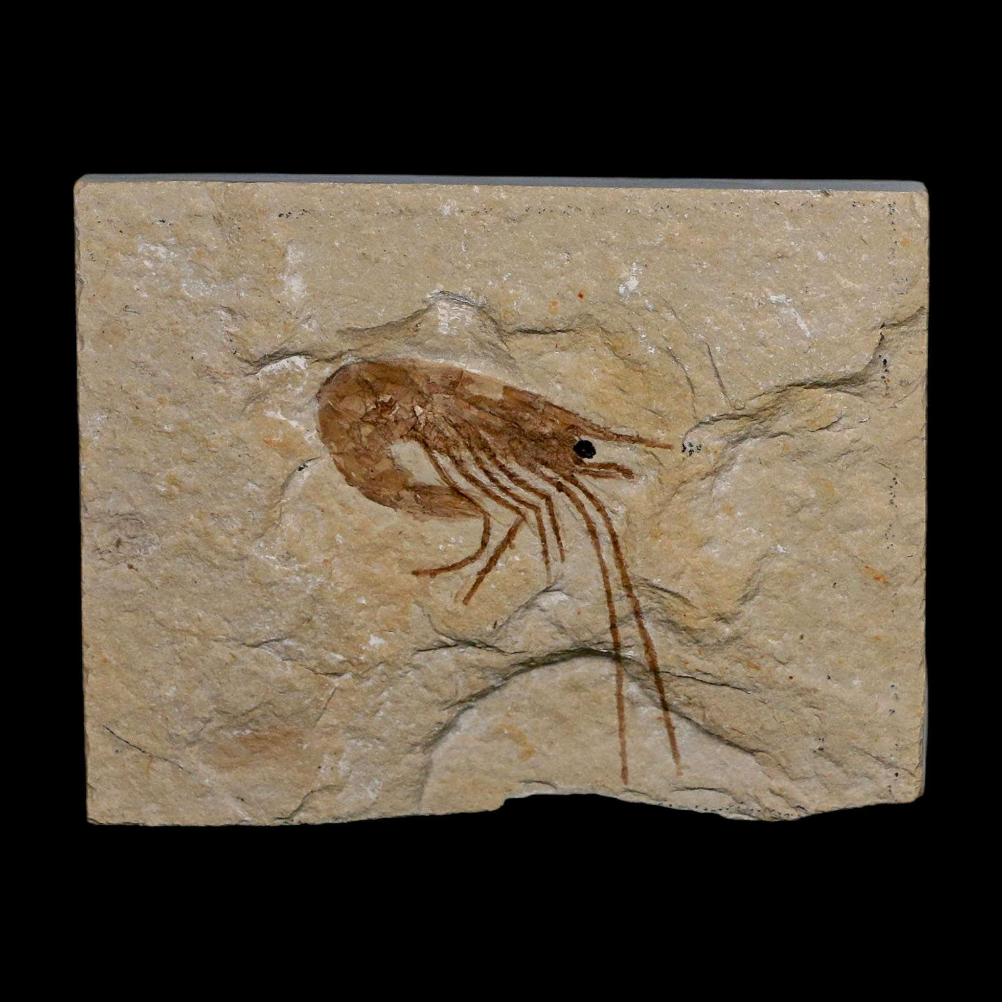 1.5" Fossil Shrimp Carpopenaeus Cretaceous Age 100 Mil Yrs Old Lebanon COA