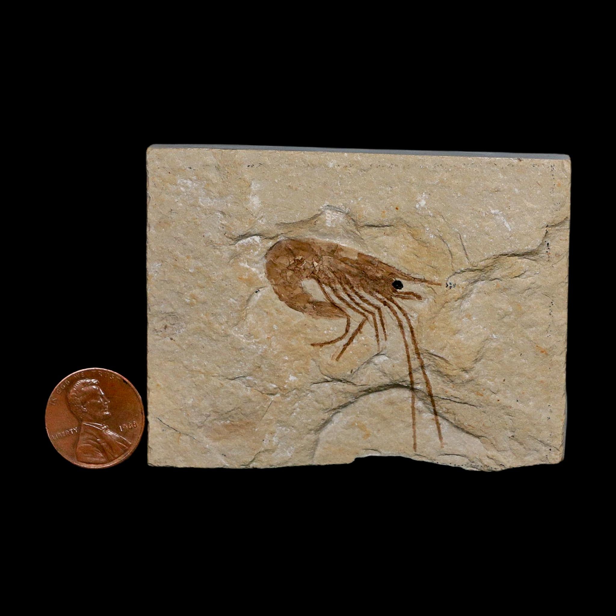 1.5" Fossil Shrimp Carpopenaeus Cretaceous Age 100 Mil Yrs Old Lebanon COA