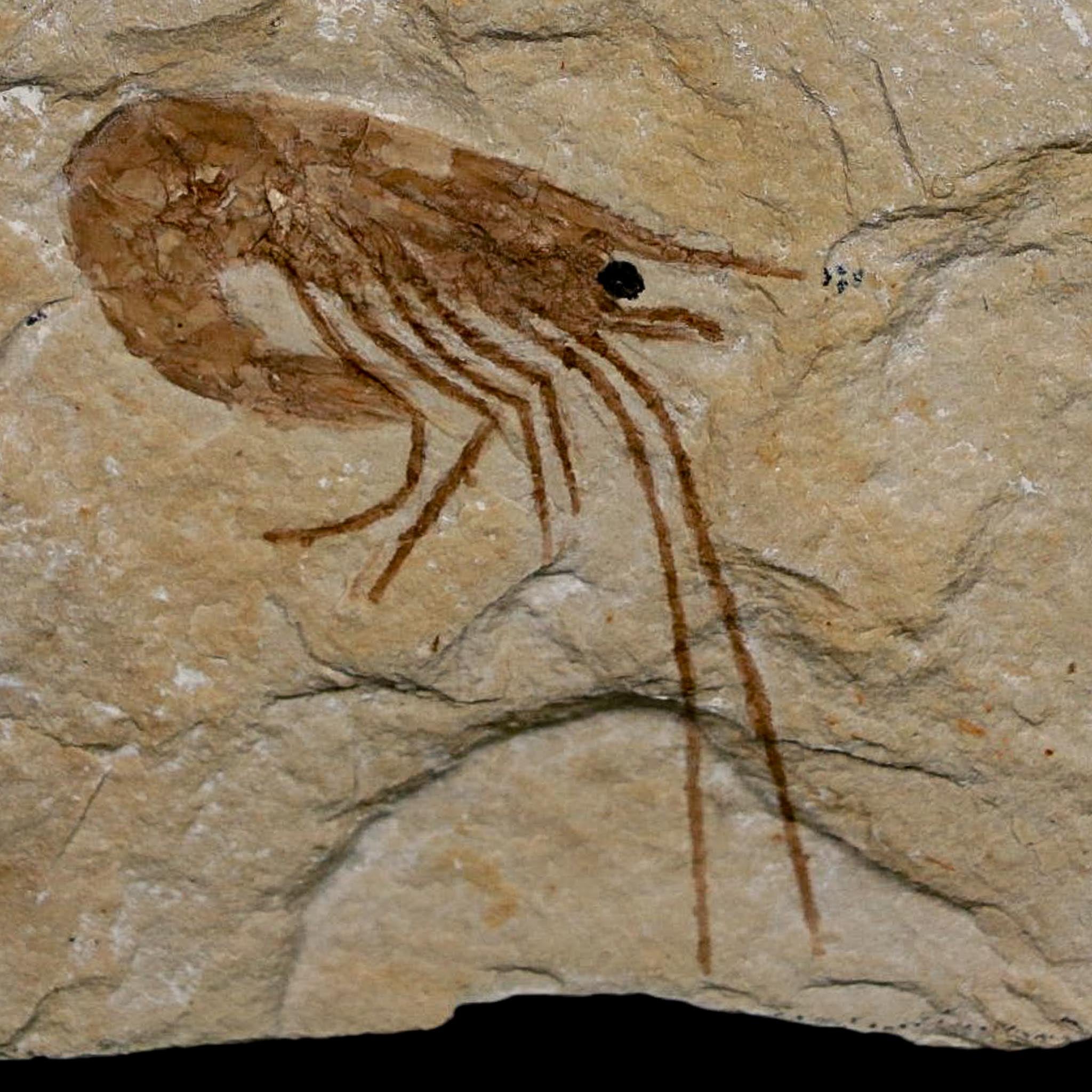 1.5" Fossil Shrimp Carpopenaeus Cretaceous Age 100 Mil Yrs Old Lebanon COA