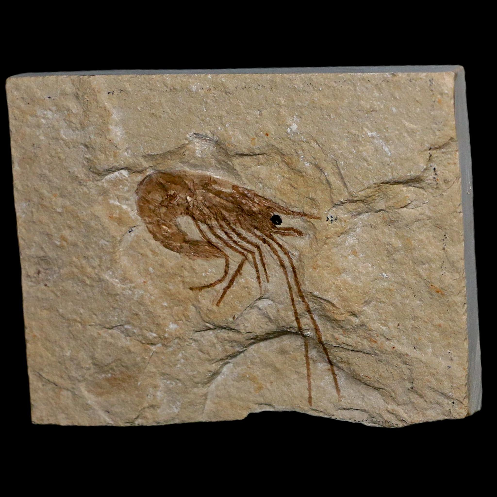 1.5" Fossil Shrimp Carpopenaeus Cretaceous Age 100 Mil Yrs Old Lebanon COA