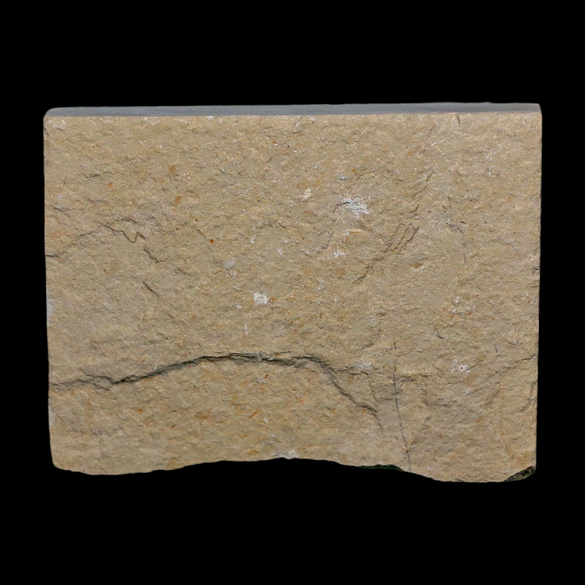 1.5" Fossil Shrimp Carpopenaeus Cretaceous Age 100 Mil Yrs Old Lebanon COA
