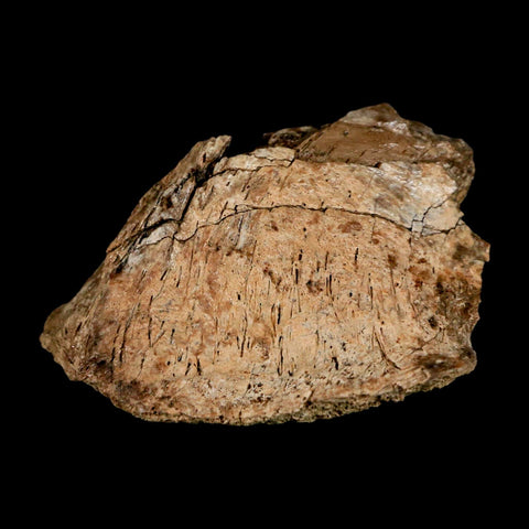 2" Corythosaurus Fossil Limb Bone Section Judith River Cretaceous Dinosaur COA - Fossil Age Minerals