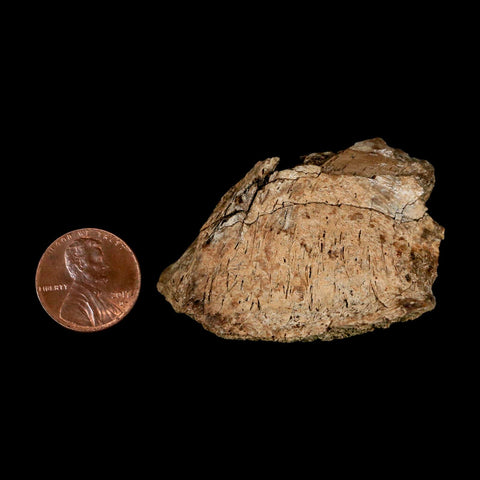 2" Corythosaurus Fossil Limb Bone Section Judith River Cretaceous Dinosaur COA - Fossil Age Minerals