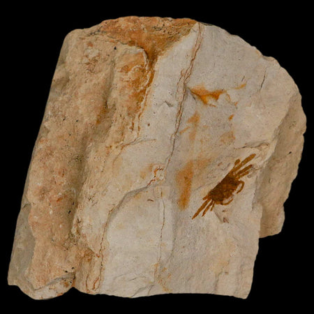 1.2" Fossil Crab Pinnixa Galliheri Pea Crab Monterey Cty San Luis Obispo Miocene Epoch