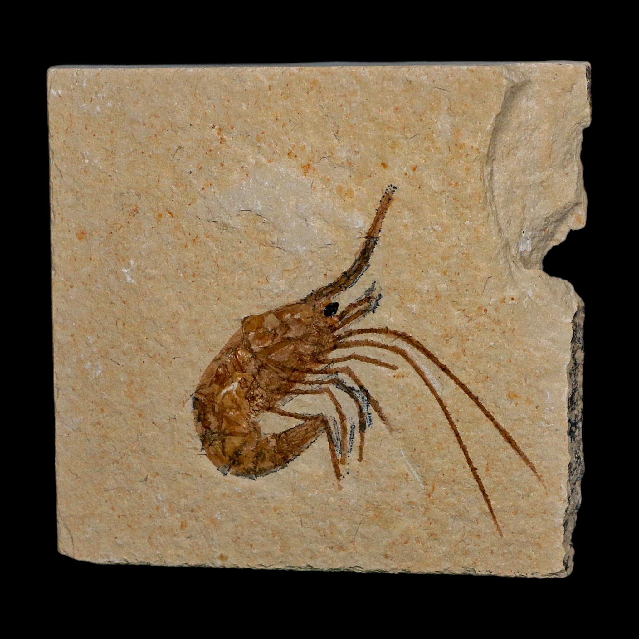 1.7" Fossil Shrimp Carpopenaeus Cretaceous Age 100 Mil Yrs Old Lebanon COA - Fossil Age Minerals