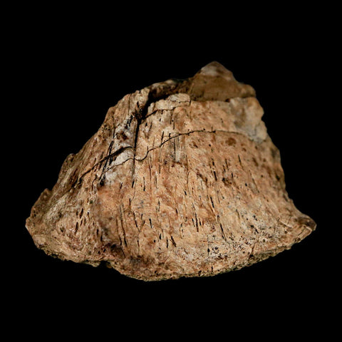 2" Corythosaurus Fossil Limb Bone Section Judith River Cretaceous Dinosaur COA - Fossil Age Minerals