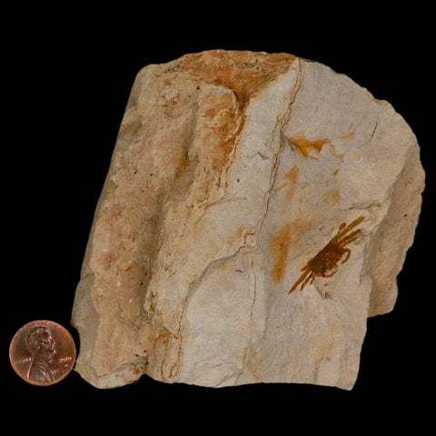 1.2" Fossil Crab Pinnixa Galliheri Pea Crab Monterey Cty San Luis Obispo Miocene Epoch - Fossil Age Minerals