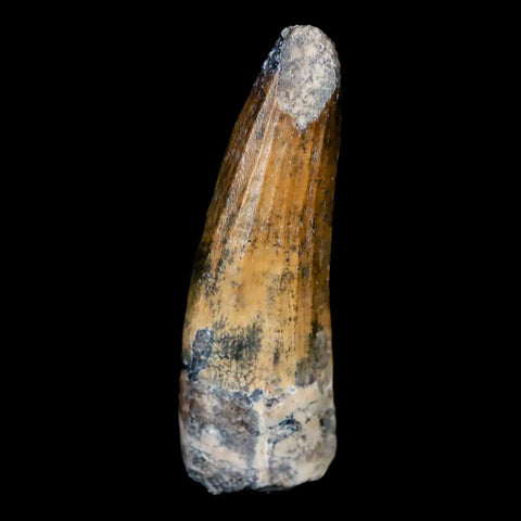 1.3" Suchomimus Fossil Tooth Cretaceous Spinosaurid Dinosaur Elraz FM Niger COA - Fossil Age Minerals