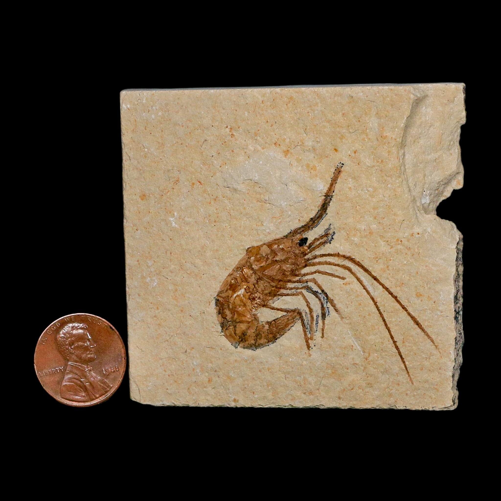 1.7" Fossil Shrimp Carpopenaeus Cretaceous Age 100 Mil Yrs Old Lebanon COA - Fossil Age Minerals