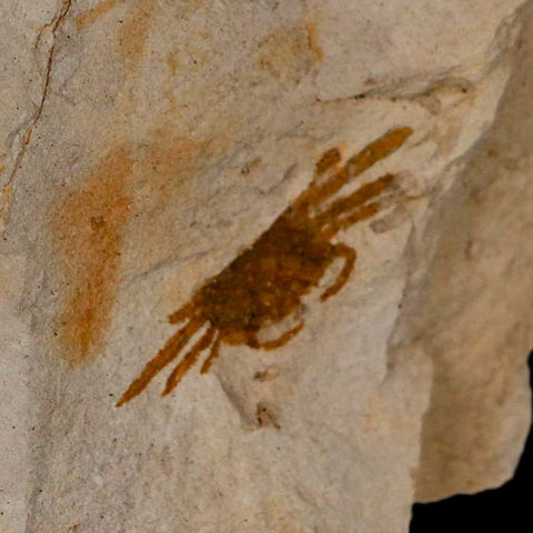 1.2" Fossil Crab Pinnixa Galliheri Pea Crab Monterey Cty San Luis Obispo Miocene Epoch - Fossil Age Minerals
