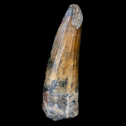 1.3" Suchomimus Fossil Tooth Cretaceous Spinosaurid Dinosaur Elraz FM Niger COA - Fossil Age Minerals