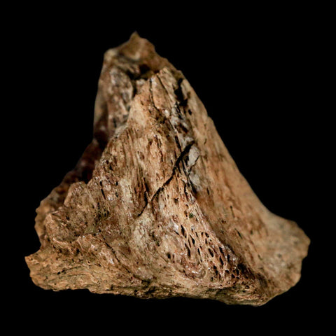 2" Corythosaurus Fossil Limb Bone Section Judith River Cretaceous Dinosaur COA - Fossil Age Minerals