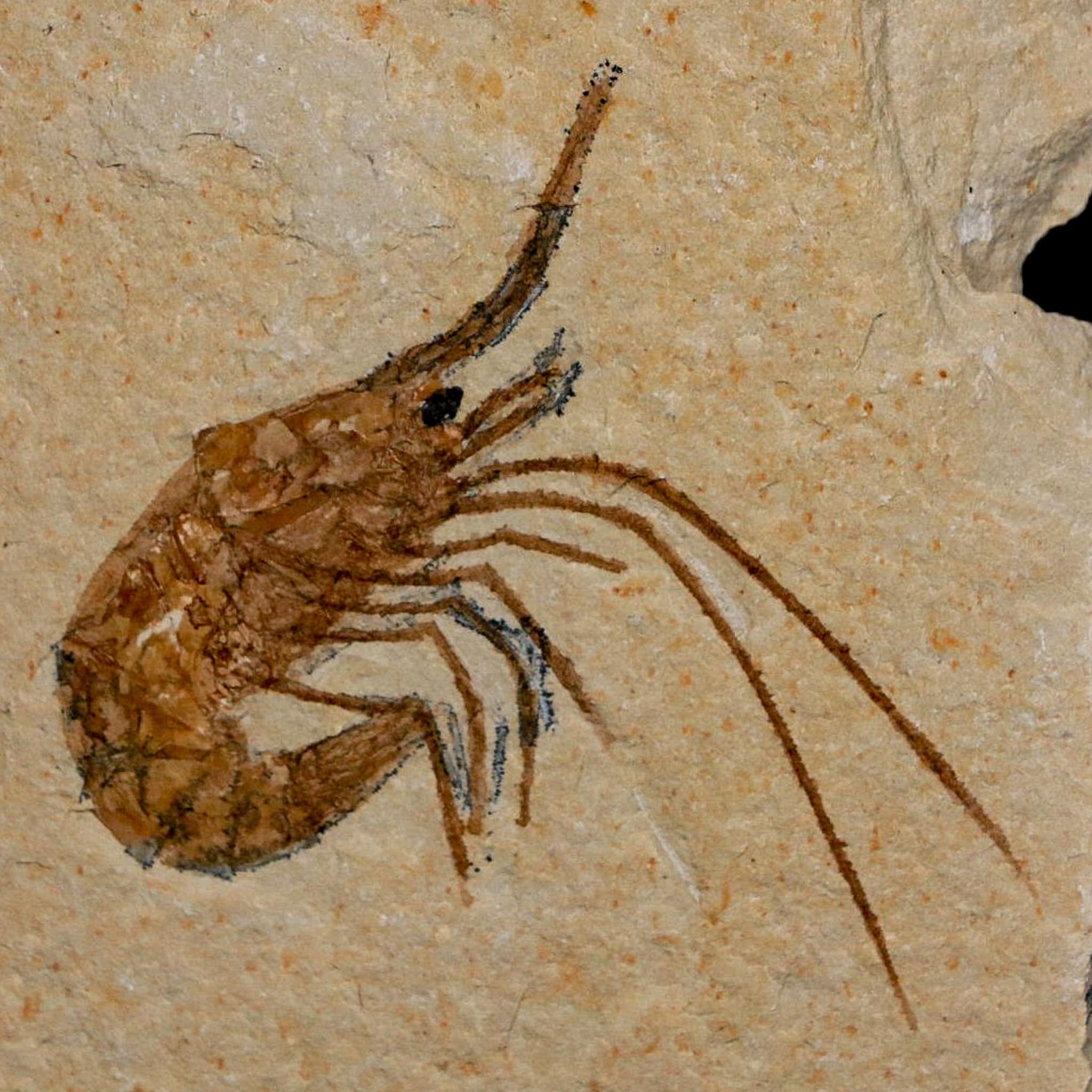 1.7" Fossil Shrimp Carpopenaeus Cretaceous Age 100 Mil Yrs Old Lebanon COA - Fossil Age Minerals