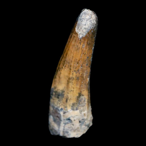 1.3" Suchomimus Fossil Tooth Cretaceous Spinosaurid Dinosaur Elraz FM Niger COA - Fossil Age Minerals
