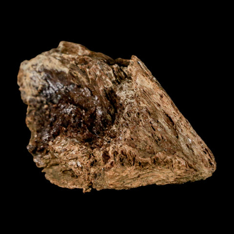 2" Corythosaurus Fossil Limb Bone Section Judith River Cretaceous Dinosaur COA - Fossil Age Minerals