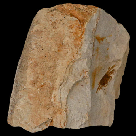 1.2" Fossil Crab Pinnixa Galliheri Pea Crab Monterey Cty San Luis Obispo Miocene Epoch - Fossil Age Minerals