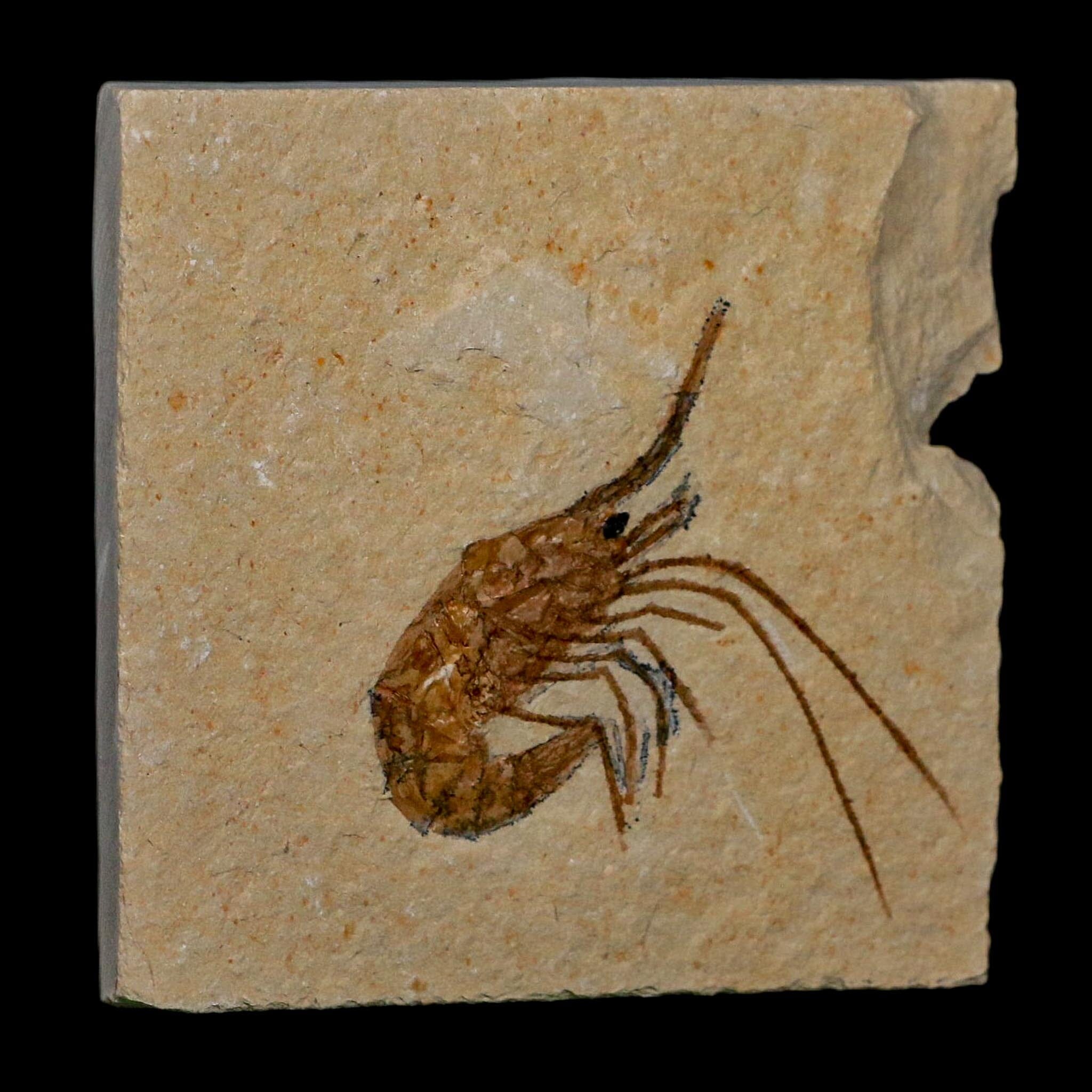 1.7" Fossil Shrimp Carpopenaeus Cretaceous Age 100 Mil Yrs Old Lebanon COA - Fossil Age Minerals