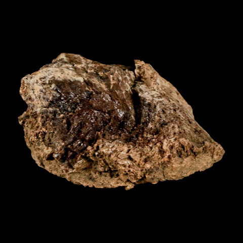 2" Corythosaurus Fossil Limb Bone Section Judith River Cretaceous Dinosaur COA - Fossil Age Minerals