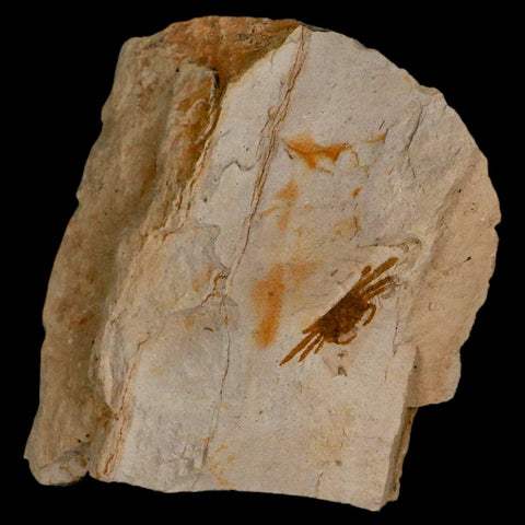 1.2" Fossil Crab Pinnixa Galliheri Pea Crab Monterey Cty San Luis Obispo Miocene Epoch - Fossil Age Minerals