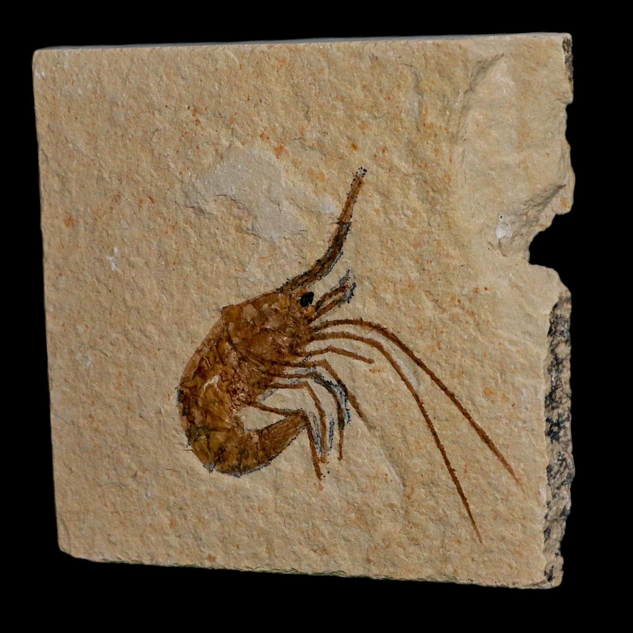 1.7" Fossil Shrimp Carpopenaeus Cretaceous Age 100 Mil Yrs Old Lebanon COA - Fossil Age Minerals