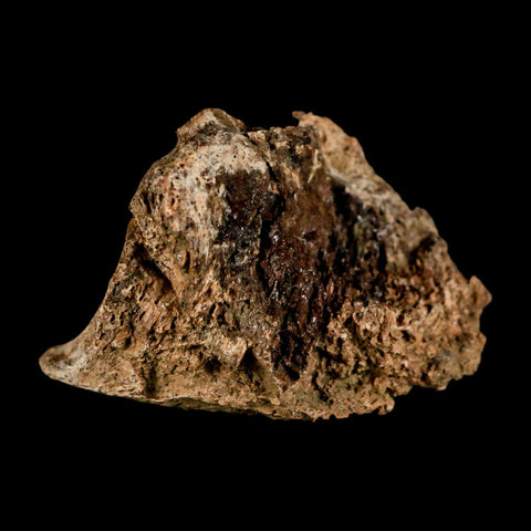 2" Corythosaurus Fossil Limb Bone Section Judith River Cretaceous Dinosaur COA - Fossil Age Minerals