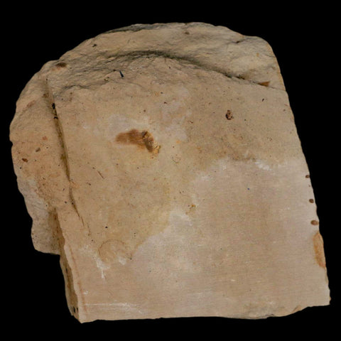 1.2" Fossil Crab Pinnixa Galliheri Pea Crab Monterey Cty San Luis Obispo Miocene Epoch - Fossil Age Minerals