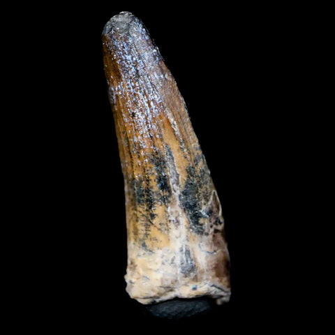 1.3" Suchomimus Fossil Tooth Cretaceous Spinosaurid Dinosaur Elraz FM Niger COA - Fossil Age Minerals
