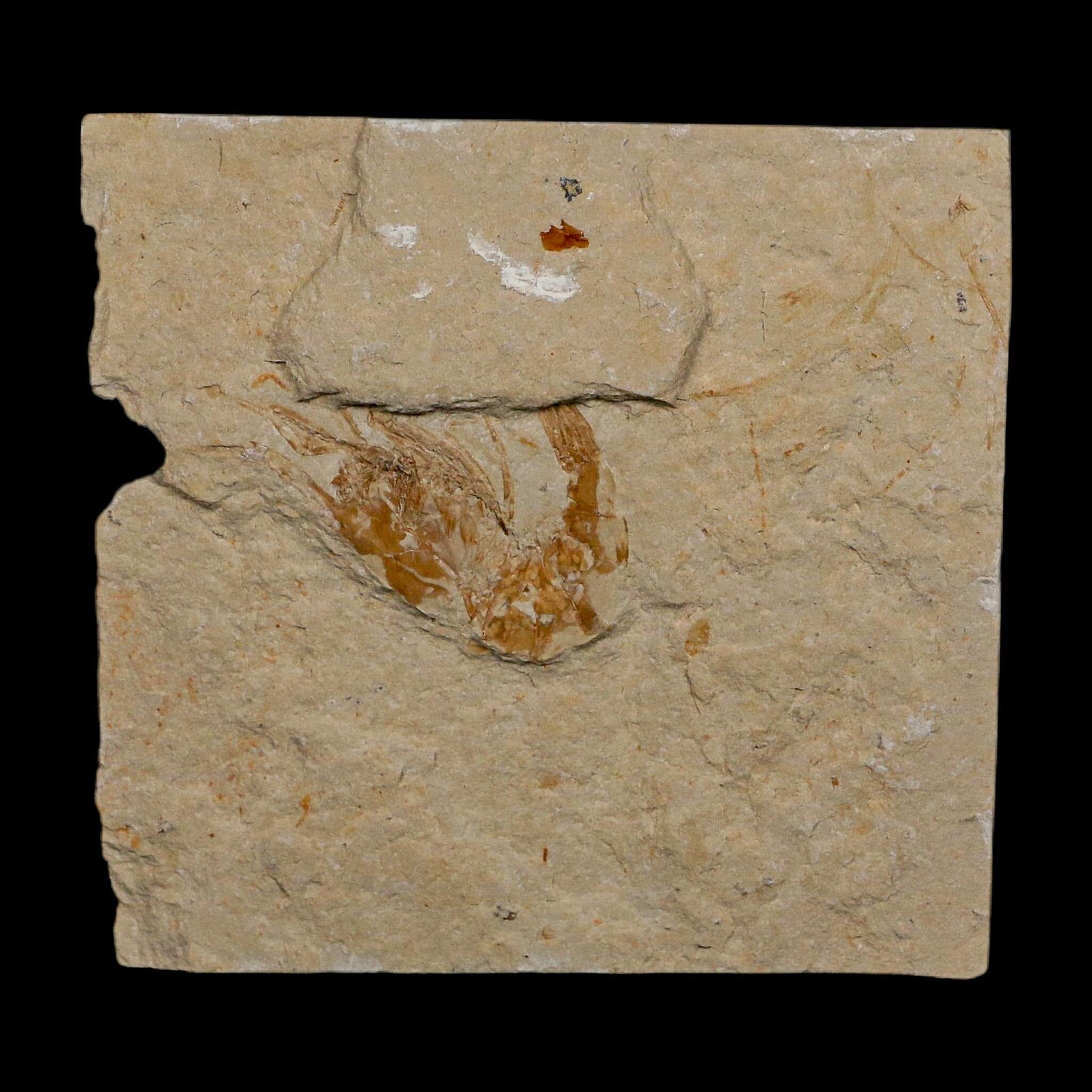 1.7" Fossil Shrimp Carpopenaeus Cretaceous Age 100 Mil Yrs Old Lebanon COA - Fossil Age Minerals