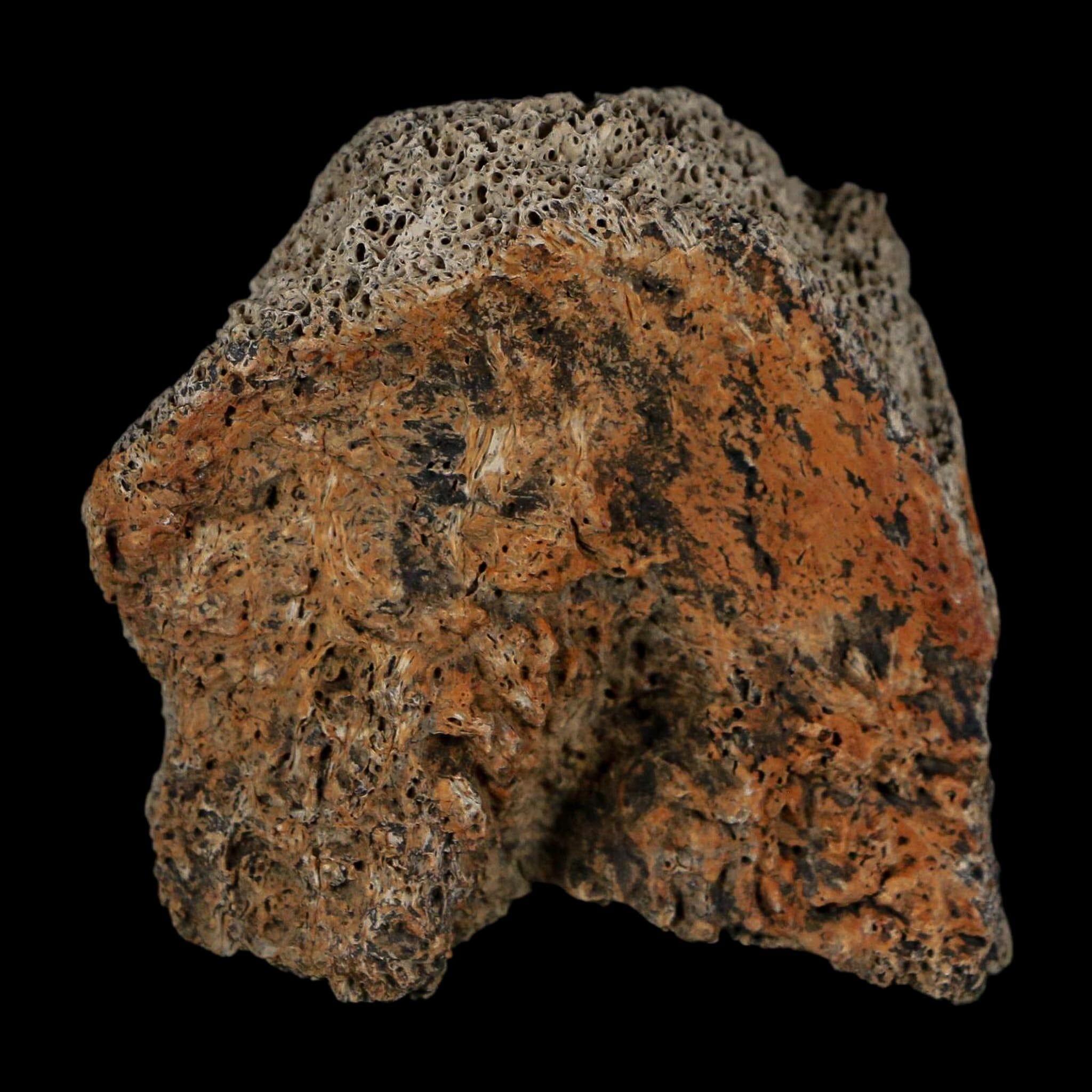 2" Triceratops Fossil Frill With Blood Grooves Lance Creek FM Cretaceous Dinosaur WY - Fossil Age Minerals