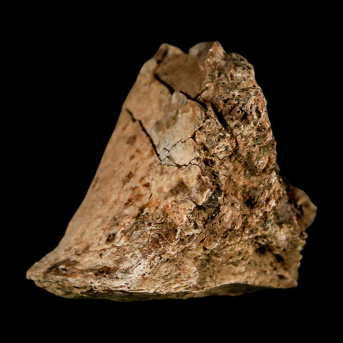 2" Corythosaurus Fossil Limb Bone Section Judith River Cretaceous Dinosaur COA - Fossil Age Minerals