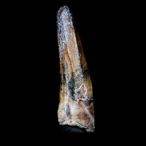 1.3" Suchomimus Fossil Tooth Cretaceous Spinosaurid Dinosaur Elraz FM Niger COA - Fossil Age Minerals