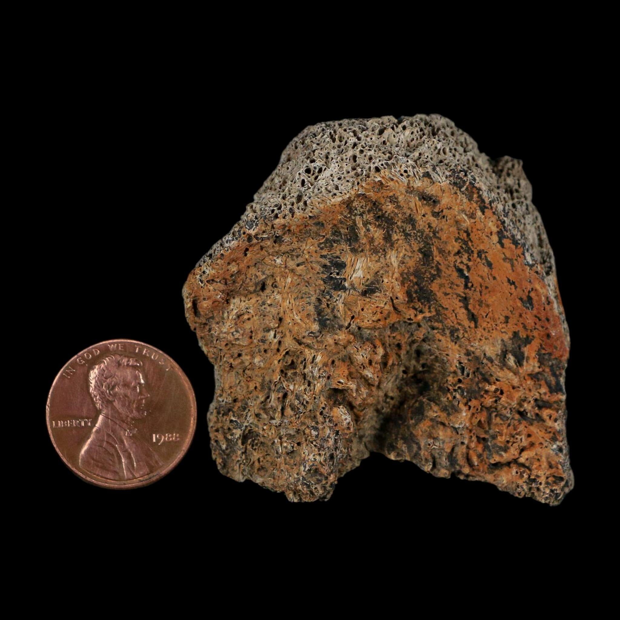 2" Triceratops Fossil Frill With Blood Grooves Lance Creek FM Cretaceous Dinosaur WY - Fossil Age Minerals