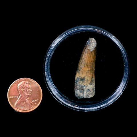 1.3" Suchomimus Fossil Tooth Cretaceous Spinosaurid Dinosaur Elraz FM Niger COA - Fossil Age Minerals