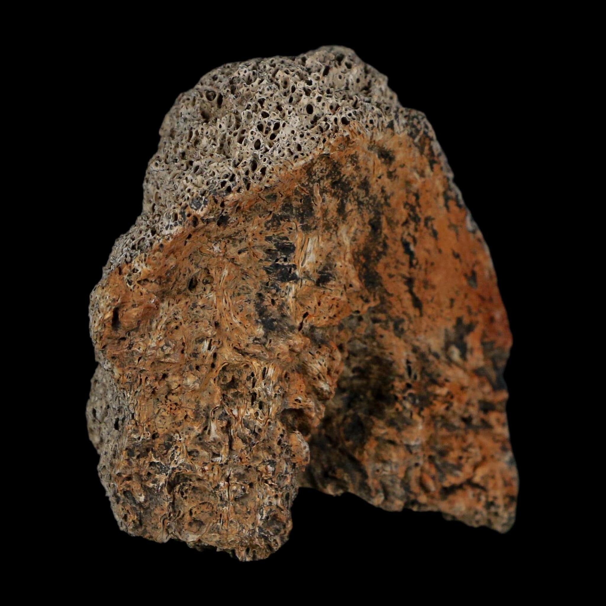 2" Triceratops Fossil Frill With Blood Grooves Lance Creek FM Cretaceous Dinosaur WY - Fossil Age Minerals