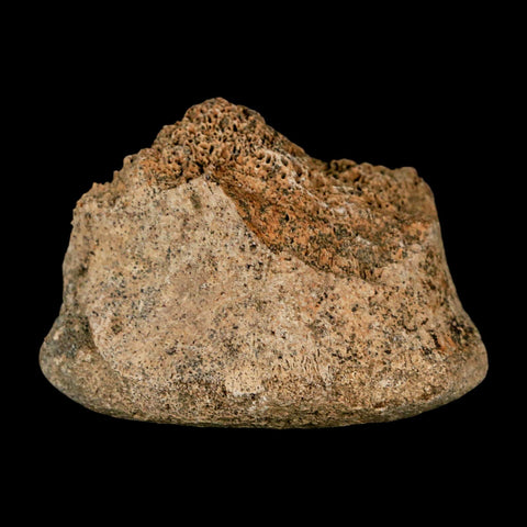 2.2" Corythosaurus Fossil Vertebrae Bone Section Judith River Cretaceous Dinosaur COA - Fossil Age Minerals