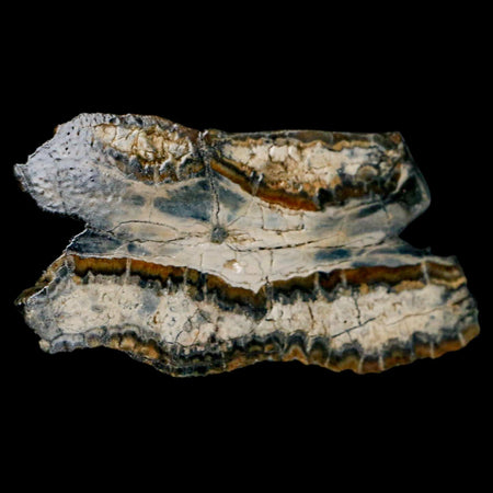 2.5" Mammoth Tooth Cross Section In Riker Display Pleistocene Age Hawthorne FM