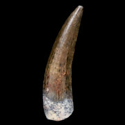 1.3" Suchomimus Fossil Tooth Cretaceous Spinosaurid Dinosaur Elraz FM Niger COA