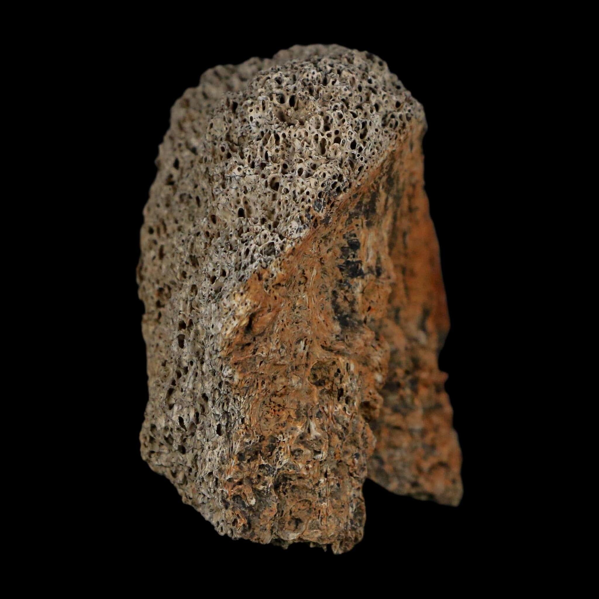 2" Triceratops Fossil Frill With Blood Grooves Lance Creek FM Cretaceous Dinosaur WY - Fossil Age Minerals