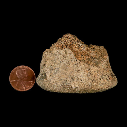 2.2" Corythosaurus Fossil Vertebrae Bone Section Judith River Cretaceous Dinosaur COA - Fossil Age Minerals