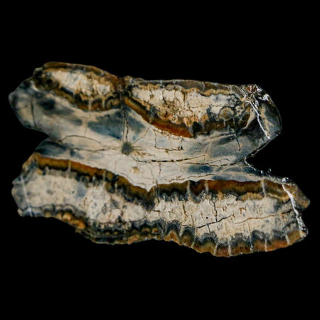 2.5" Mammoth Tooth Cross Section In Riker Display Pleistocene Age Hawthorne FM
