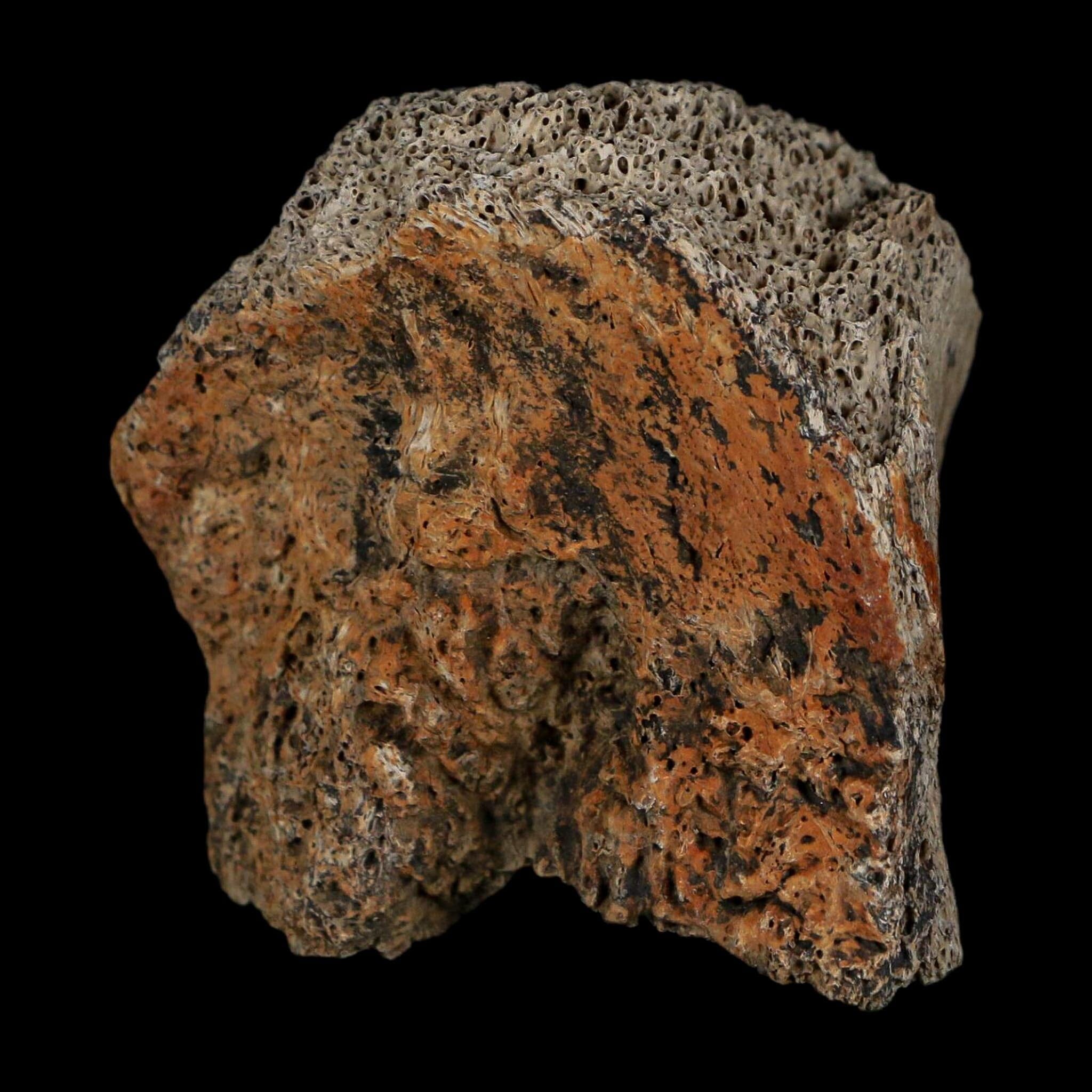2" Triceratops Fossil Frill With Blood Grooves Lance Creek FM Cretaceous Dinosaur WY - Fossil Age Minerals