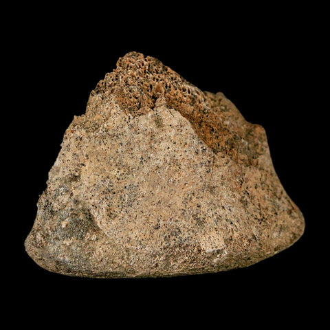 2.2" Corythosaurus Fossil Vertebrae Bone Section Judith River Cretaceous Dinosaur COA - Fossil Age Minerals