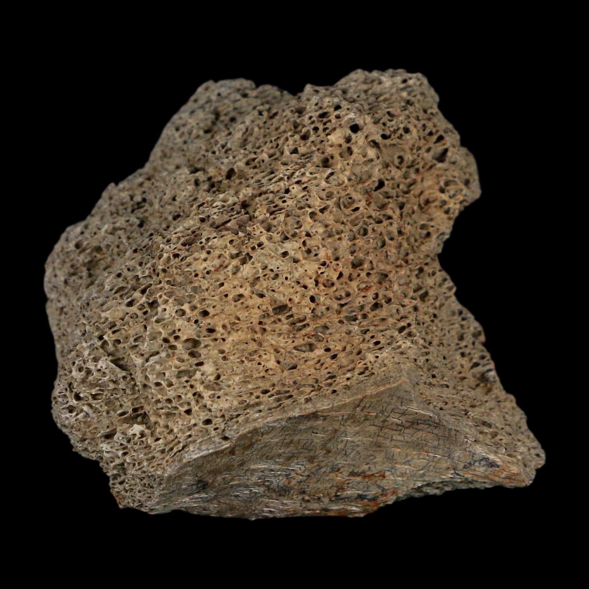 2" Triceratops Fossil Frill With Blood Grooves Lance Creek FM Cretaceous Dinosaur WY - Fossil Age Minerals