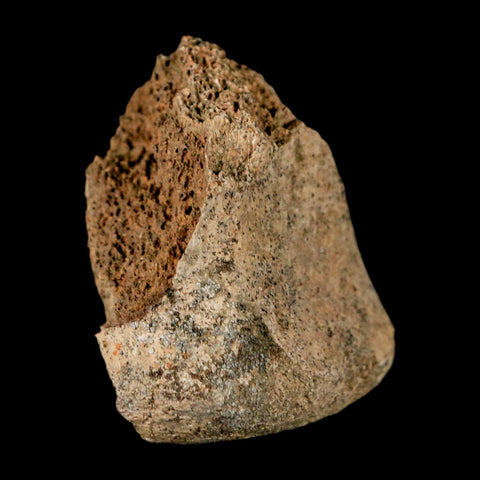 2.2" Corythosaurus Fossil Vertebrae Bone Section Judith River Cretaceous Dinosaur COA - Fossil Age Minerals