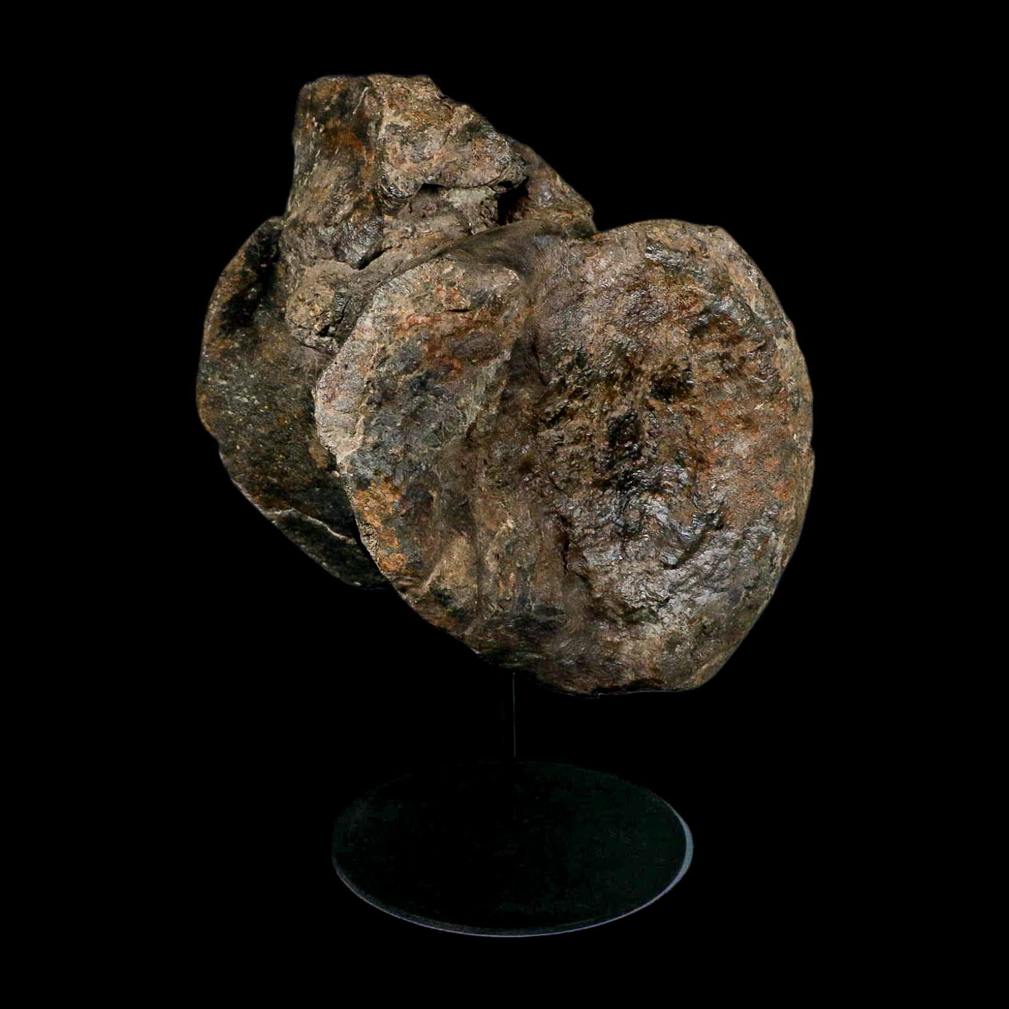 XL 9" Camarasaurus Dinosaur Fossil Vertebrae Morrison FM CO Jurassic Age COA Stand - Fossil Age Minerals