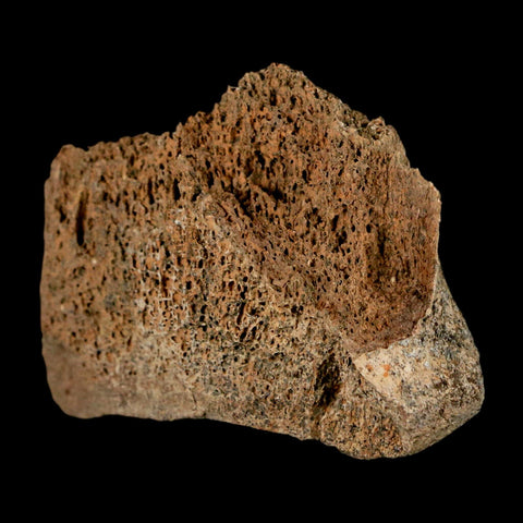 2.2" Corythosaurus Fossil Vertebrae Bone Section Judith River Cretaceous Dinosaur COA - Fossil Age Minerals