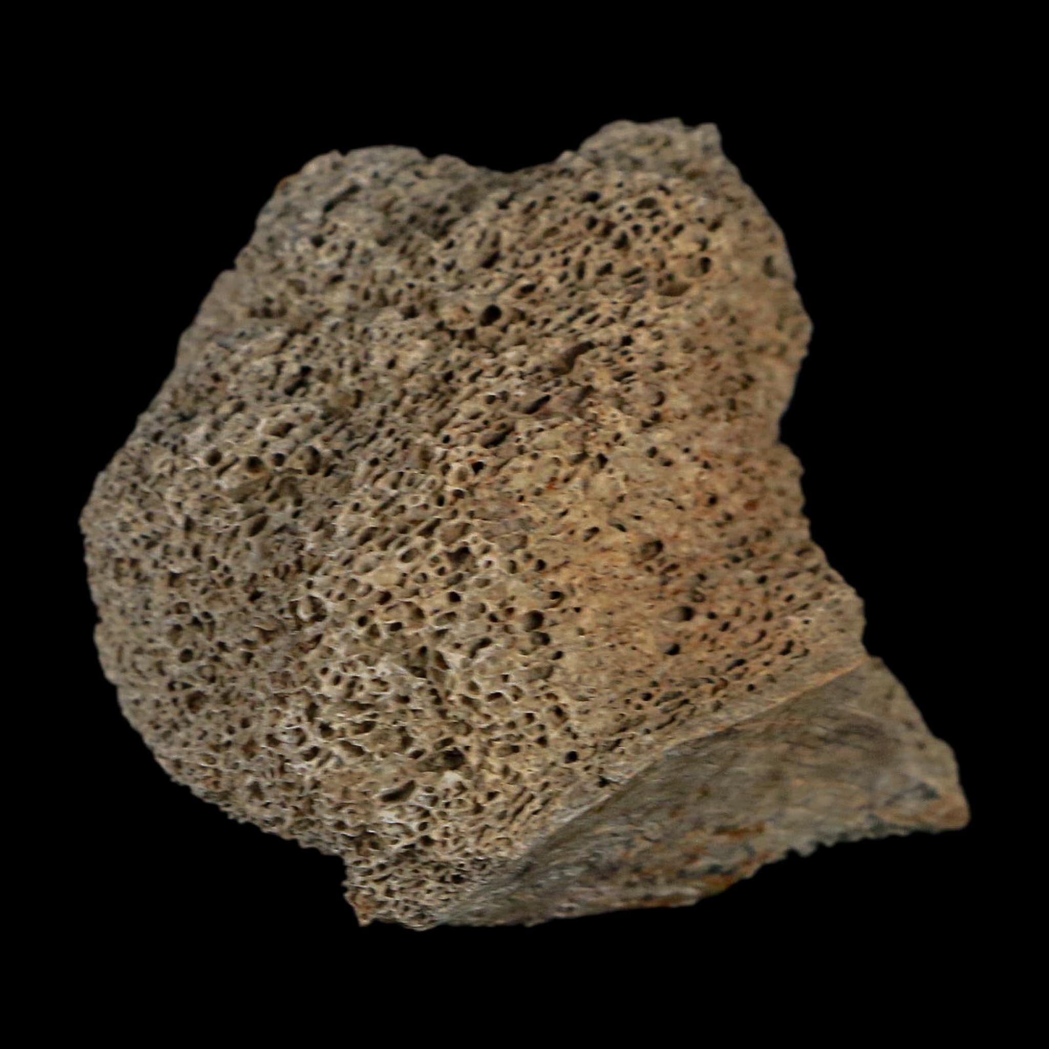 2" Triceratops Fossil Frill With Blood Grooves Lance Creek FM Cretaceous Dinosaur WY - Fossil Age Minerals